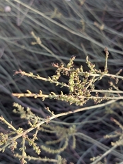Salsola genistoides