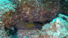 Gymnothorax undulatus