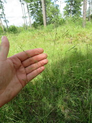 Panicum virgatum cubense