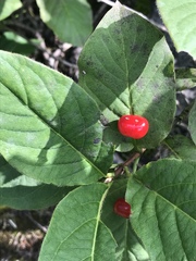 Lonicera alpigena