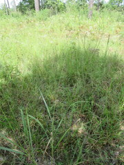 Panicum virgatum cubense