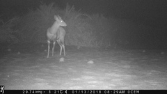 Tragelaphus scriptus