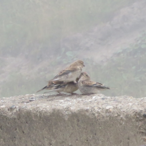 Twite (Linaria flavirostris), photo 9