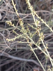 Salsola genistoides