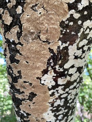 Steccherinum ochraceum