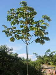 Cecropia
