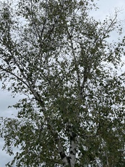 Betula papyrifera