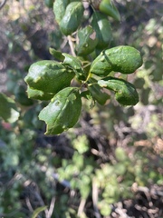 Aceria mackiei