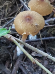 Simocybe centunculus