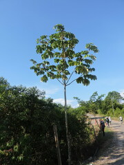 Cecropia