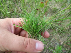 Dichanthelium aciculare