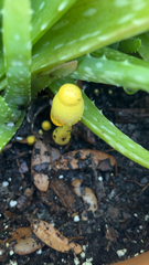 Leucocoprinus birnbaumii image