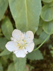 Parnassia cirrata intermedia