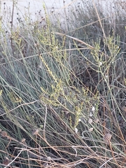 Salsola genistoides