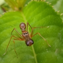 Myrmaplata plataleoides