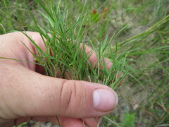 Dichanthelium aciculare