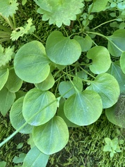 Parnassia cirrata intermedia