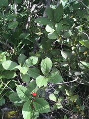 Lonicera alpigena