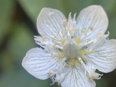 Parnassia cirrata intermedia
