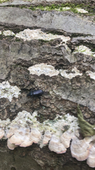 Alobates pensylvanicus