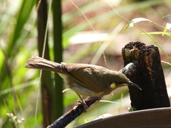 Microptilotis imitatrix