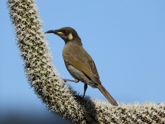 Microptilotis imitatrix