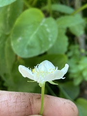 Parnassia cirrata intermedia