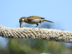 Microptilotis imitatrix