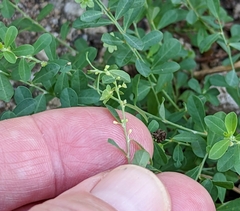 Phyllanthus polygonoides