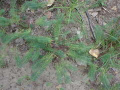 Euphorbia cyparissias