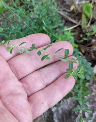 Phyllanthus polygonoides