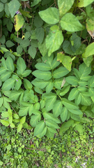 Angelica atropurpurea
