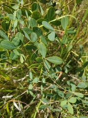 Baptisia