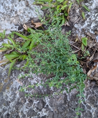 Phyllanthus polygonoides