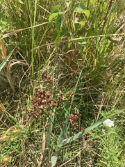 Vernonia fasciculata