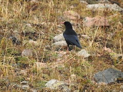 Pyrrhocorax pyrrhocorax