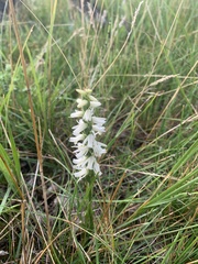 Spiranthes