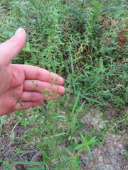 Hypericum drummondii