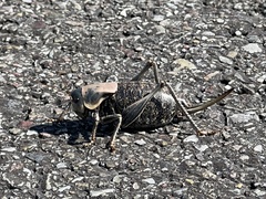 Anabrus simplex