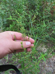 Hypericum drummondii