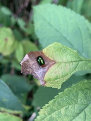 Kuschelina gibbitarsa