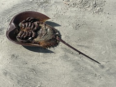 Limulus polyphemus