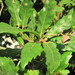 Quercus × hispanica - Photo AnRo0002, לא ידועות מגבלות של זכויות יוצרים  (נחלת הכלל)