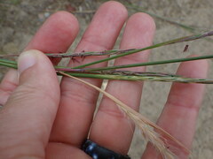 Elymus trachycaulus