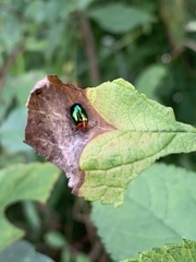 Kuschelina gibbitarsa