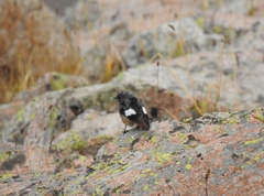 Phoenicurus erythrogastrus