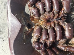 Limulus polyphemus