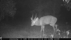 Tragelaphus scriptus