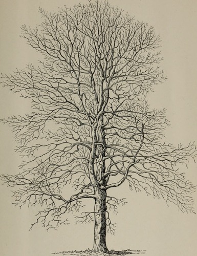 Spanish Oak