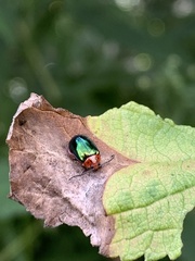 Kuschelina gibbitarsa